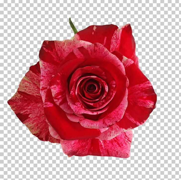 Garden Roses Red Cabbage Rose Floribunda PNG, Clipart, Artificial Flower, Cut Flowers, Floribunda, Flower, Flowering Plant Free PNG Download