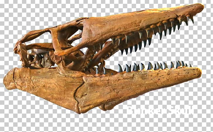 Triceratops Tylosaurus Late Cretaceous Skull Edmontosaurus PNG, Clipart, Brachiosaurus, Camarasaurus, Cretaceous, Diplodocus, Edmontosaurus Free PNG Download