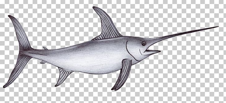 Drawing Sea Shark Swordfish Sketch PNG, Clipart, Animal, Animal Figure, Drawing, Fish, Frilled Shark Free PNG Download