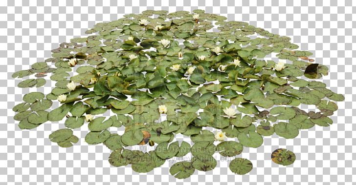 Pond Aquatic Plants Water Lily Water Lilies PNG, Clipart, Aquatic Animal, Aquatic Ecosystem, Aquatic Plants, Computer, Computer Icons Free PNG Download