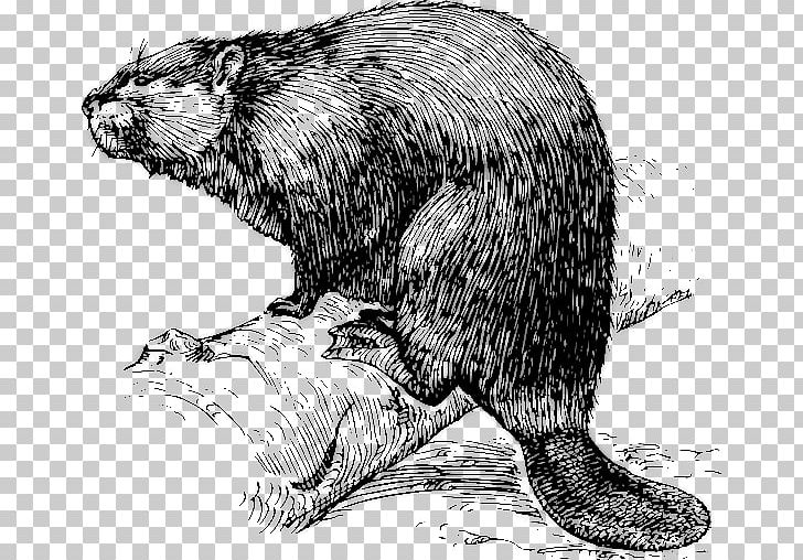 Eurasian Beaver Drawing American Beaver PNG, Clipart, Beaver, Beaver Dam, Biberfell, Black And White, Carnivoran Free PNG Download