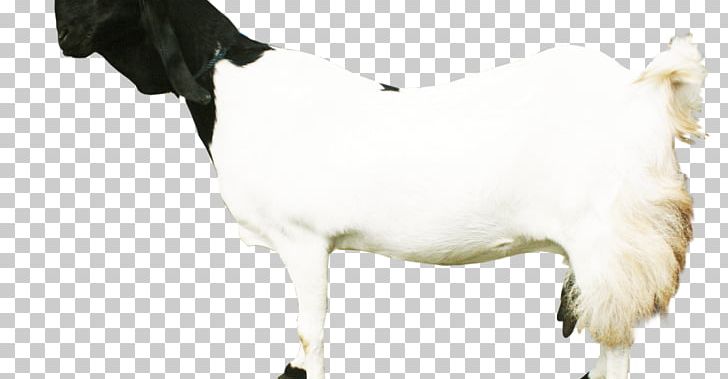 Sheep Dairy Cattle Jamnapari Goat Boer Goat Saanen Goat PNG, Clipart, Animals, Cattle, Cattle Like Mammal, Cow Goat Family, Dairy Cattle Free PNG Download