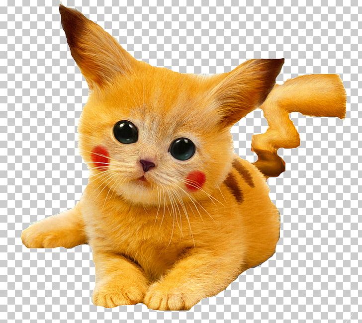 Cat Kitten Pikachu Puppy Cuteness PNG, Clipart, Animal, Calico Cat, Carnivoran, Cat, Cat Like Mammal Free PNG Download