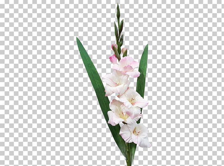 Gladiolus Cut Flowers Plant Stem Flower Bouquet PNG, Clipart, Artificial Flower, Cut Flowers, Floral Design, Floristry, Flower Free PNG Download