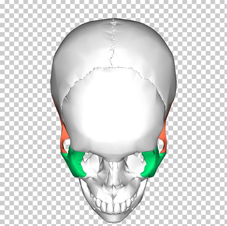 Nose Jaw Mouth Skull PNG, Clipart, Blender, Bone, Face, Head, Jaw Free PNG Download