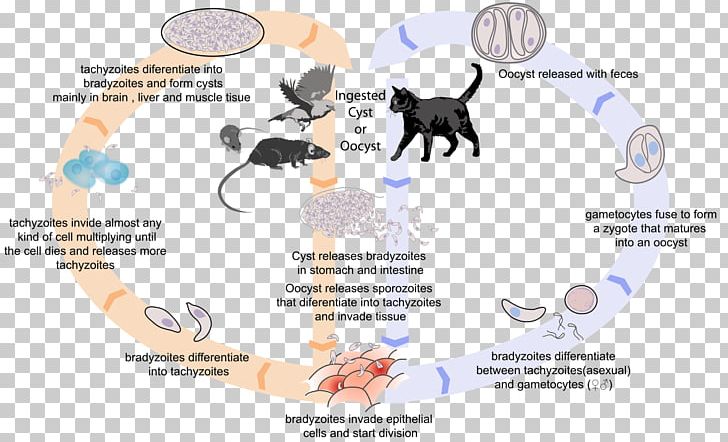Toxoplasma Gondii Cat Toxoplasmosis Felidae Biological Life Cycle PNG, Clipart, Animals, Apicomplexa, Apicomplexan Life Cycle, Area, Biological Life Cycle Free PNG Download