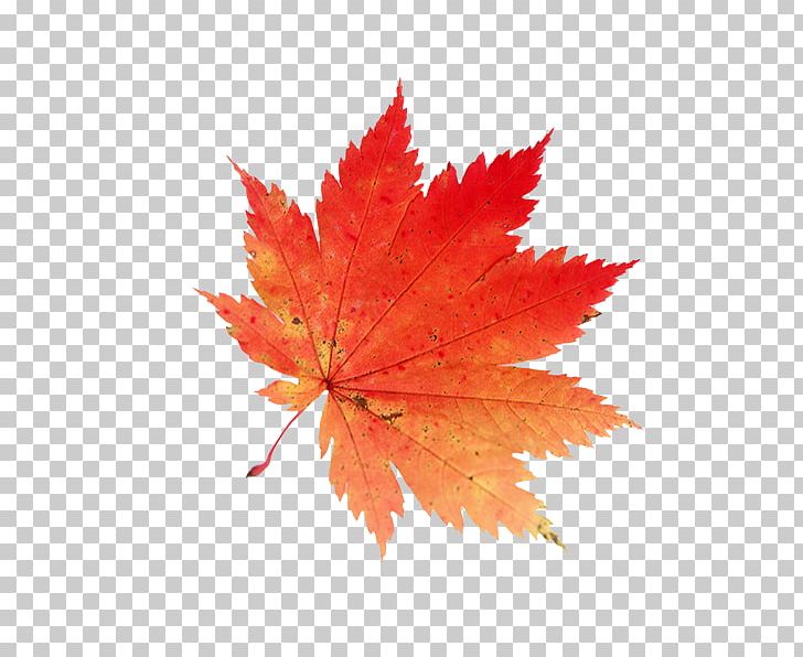 Autumn Maple Leaf PNG, Clipart, Autumn, Autumn Leaf Color, Desktop Wallpaper, Download, Drawing Free PNG Download