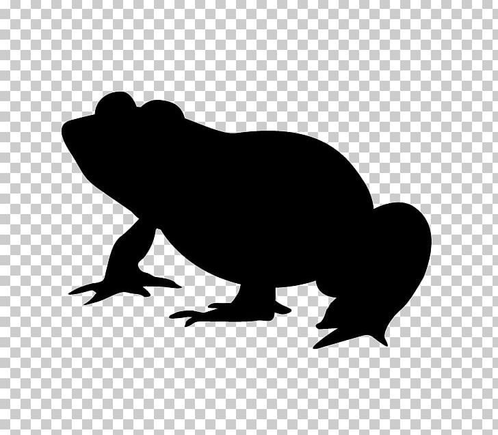 Frog February 29 PNG, Clipart, Amphibian, Animals, Art, Beak, Black And White Free PNG Download