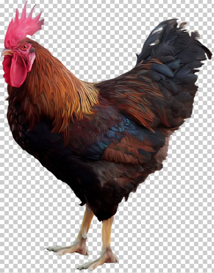Chicken Rooster PNG, Clipart, Animals, Beak, Bird, Chicken, Chickens As Pets Free PNG Download