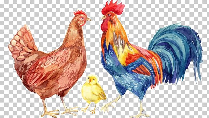 Chicken Rooster Watercolor Painting Drawing PNG, Clipart, Animals, Beak, Bird, Chicken, Chicken Coop Free PNG Download