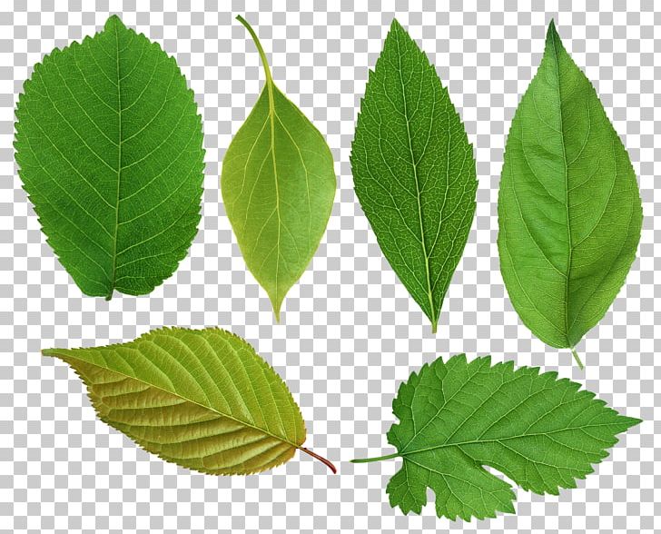Leaf PNG, Clipart, Desktop Wallpaper, Elm Family, Herbalism, Leaf, Lossless Compression Free PNG Download