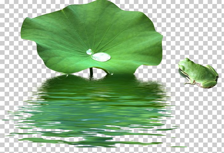 Painting Lotus Seed Acrylic Paint PNG, Clipart, Acrylic Paint, Art, Autumn Leaf, Frogs, Grass Free PNG Download
