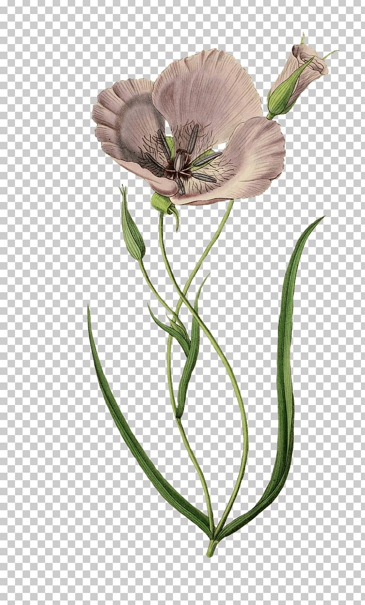 Poppy Printing Zazzle PNG, Clipart, Art, Common Poppy, Cut Flowers, Flora, Flower Free PNG Download