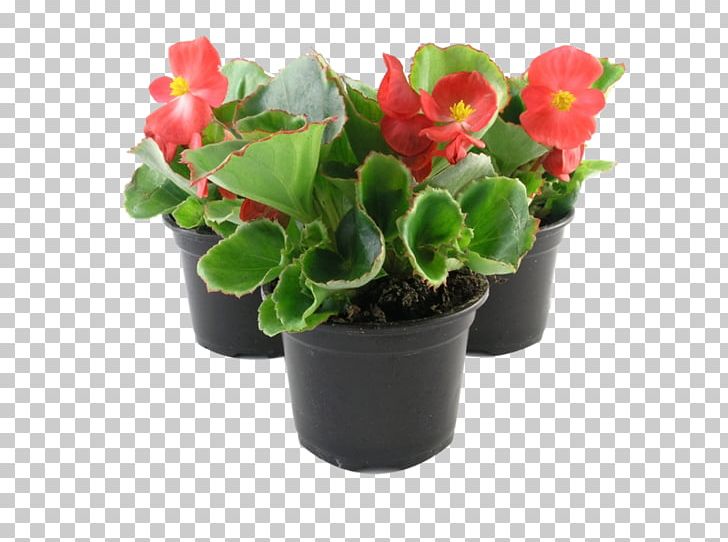 Wax Begonia Houseplant Elatior Begonia Annual Plant PNG, Clipart, Annual Plant, Artificial Flower, Begonia, Begonia Coccinea, Elatior Begonia Free PNG Download