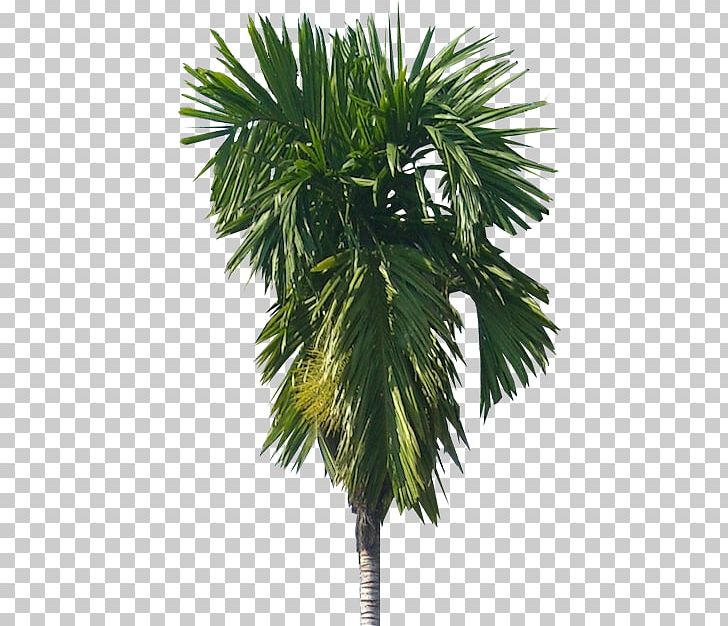 Areca Palm Arecaceae Areca Nut Tree Catechu PNG, Clipart, Areca, Areca, Arecales, Areca Palm, Attalea Speciosa Free PNG Download