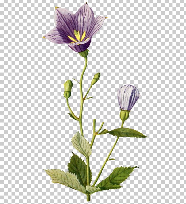 Botanical Illustration Botany Curtis's Botanical Magazine PNG, Clipart, Botanical Illustration, Botany, Others Free PNG Download