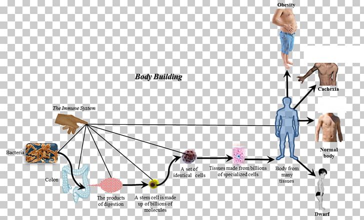 Disease Human Body Cell Bacteria Organism PNG, Clipart, Angle, Cancer, Diagram, Dise, Elimination Of Blood Germs Free PNG Download