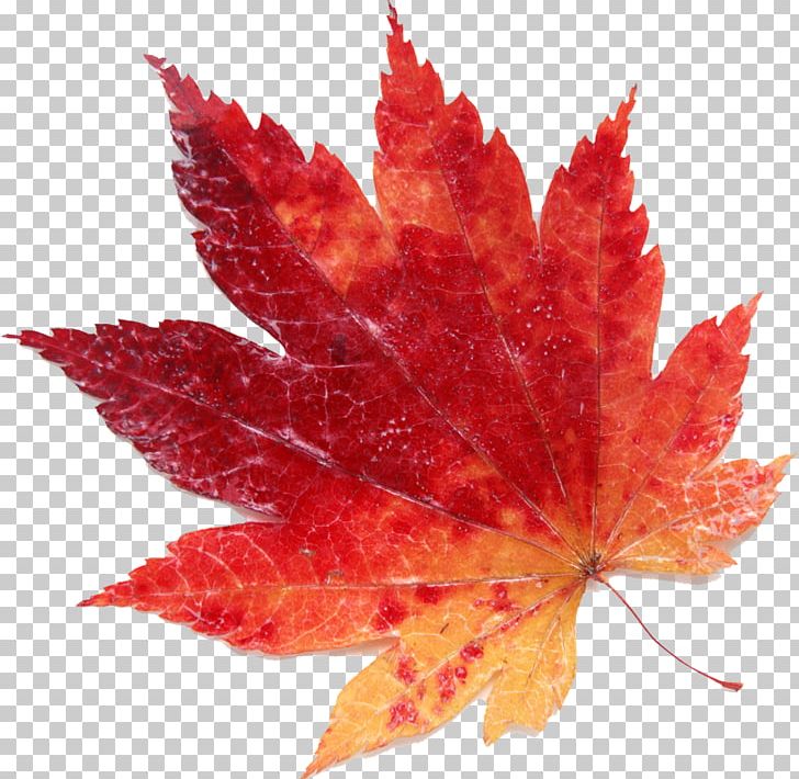Maple Leaf Red PNG, Clipart, Autumn, Color, Download, Leaf, Maple Free PNG Download