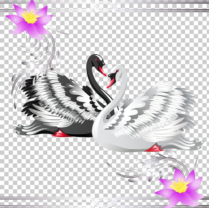 Black Swan Stock Photography PNG, Clipart, Animal, Animals, Bird, Cartoon, Chicken Free PNG Download
