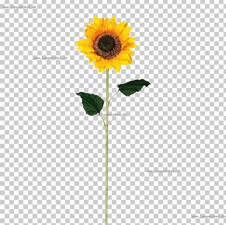 Common Sunflower Face Furniture Material Color PNG, Clipart, Bedroom, Color, Common Sunflower, Daisy Family, Face Free PNG Download