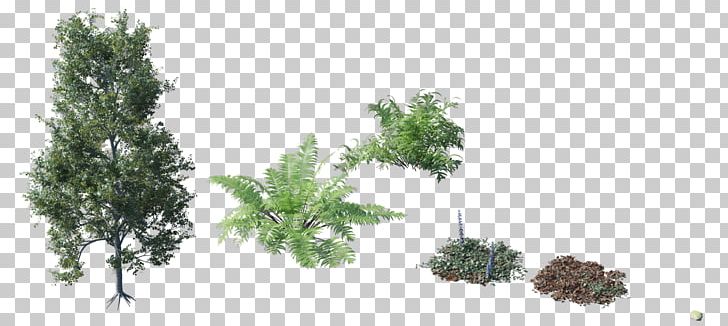 Tree Plant Shrub Forest PNG, Clipart, 3d Computer Graphics, Animation, Biome, Branch, Computer Software Free PNG Download