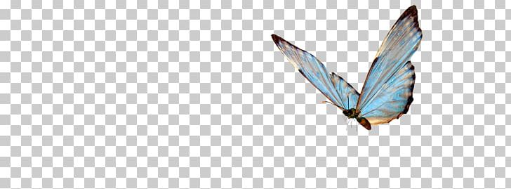 Butterfly Insect Photography PNG, Clipart, Beak, Bird, Butterflies And Moths, Butterfly, Download Free PNG Download