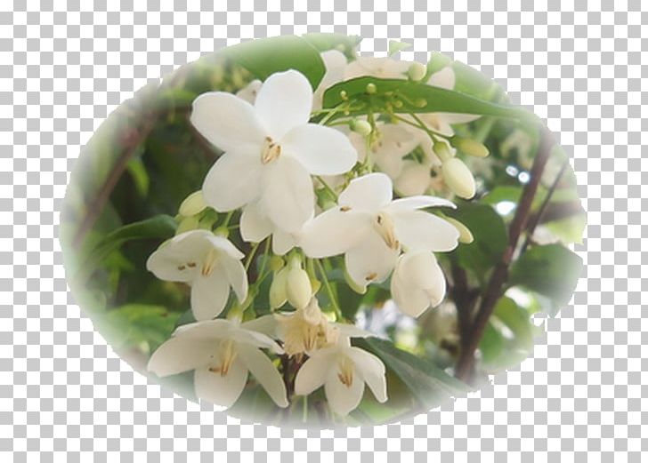 Flower Song Lam Nam Phen ดอกไม้ให้คุณ เพลงไทยเดิม PNG, Clipart, Allamanda Cathartica, Alstonia Scholaris, Balcony Plants Decoration 18 0 1, Flower, Flowering Plant Free PNG Download