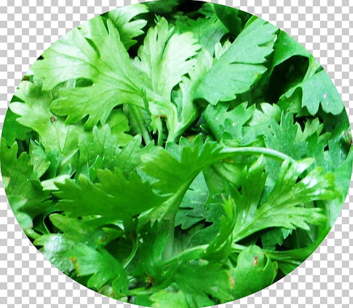 Indian Cuisine Coriander Leaf Vegetable Herb PNG, Clipart, Cooking, Coriander, Food, Food Drinks, Garam Masala Free PNG Download