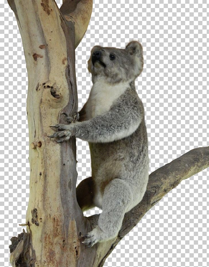 Koala Marsupial Telepathy Psychokinesis Mammal PNG, Clipart, Animal, Animals, Fauna, Koala, Mammal Free PNG Download