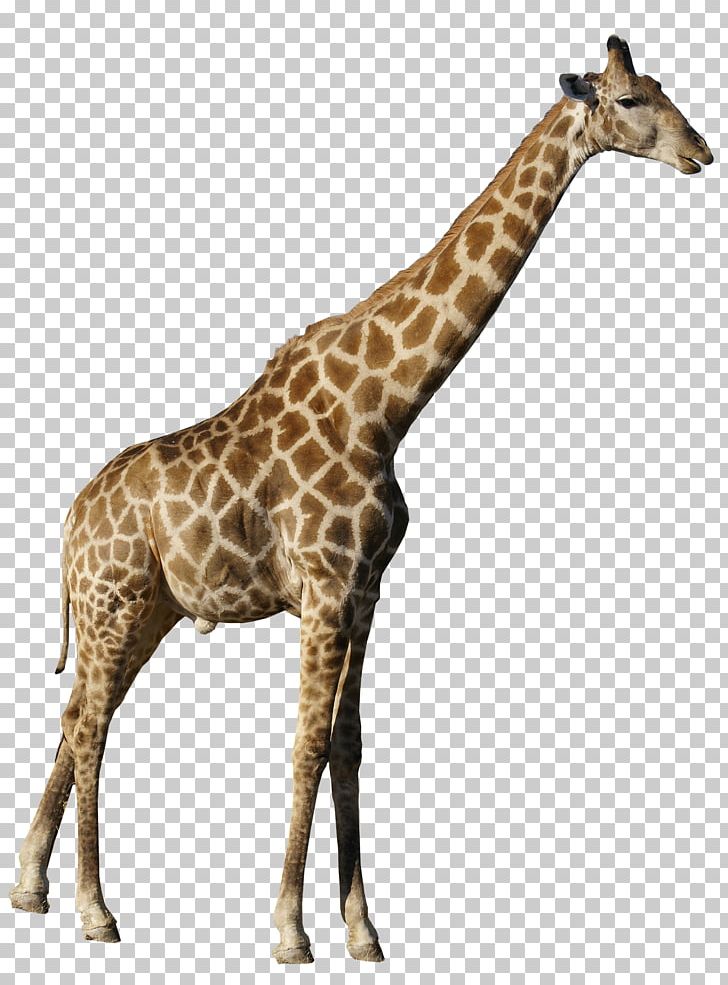 Northern Giraffe PNG, Clipart, Animals, Clip Art, Computer Icons, Download, Encapsulated Postscript Free PNG Download