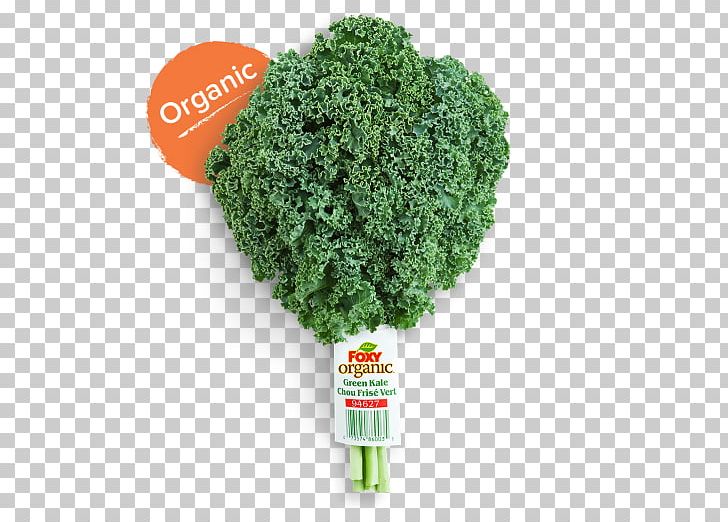 Organic Food Lacinato Kale Red Cabbage Leaf Vegetable PNG, Clipart, Brassica Oleracea, Cabbage, Diet, Food, Food Drinks Free PNG Download