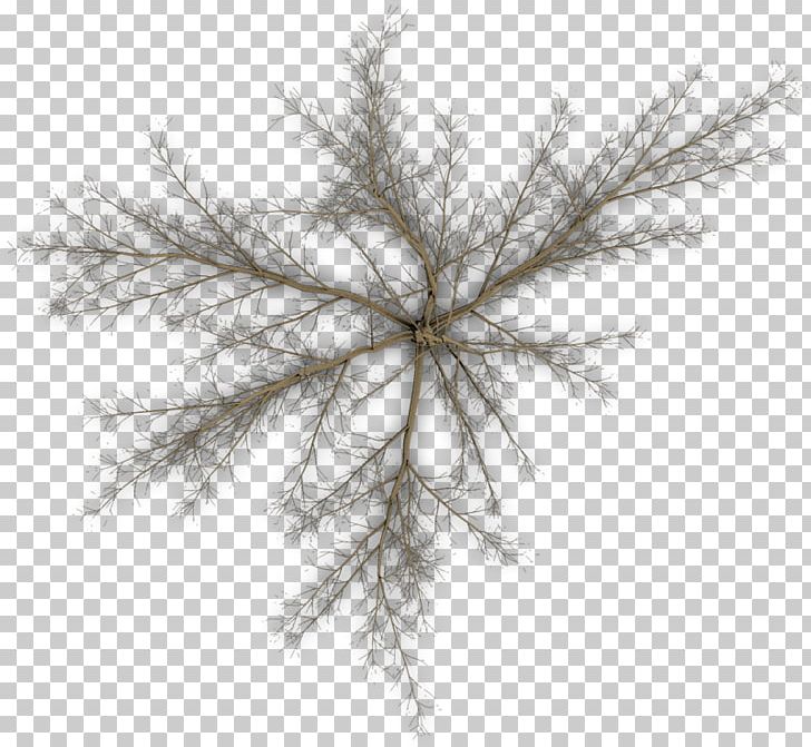 Pine Twig Tree Branch Leaf PNG, Clipart, Black And White, Branch, Com, Computer Software, Conifer Free PNG Download