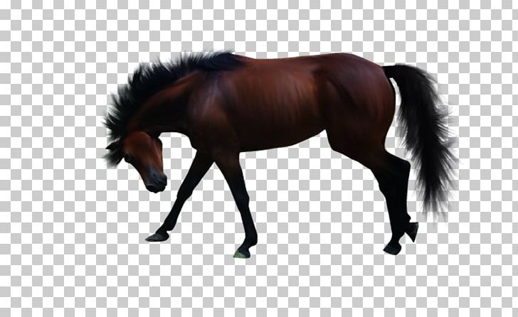 Pony American Paint Horse PNG, Clipart, American Paint Horse, Animal, Bit, Bridle, Cheval Free PNG Download