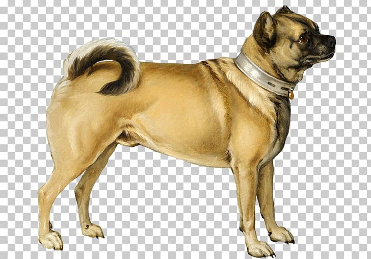 Pug Bulldog Puppy Pembroke Welsh Corgi Dog Breed PNG, Clipart, Ancient Dog Breeds, Animals, Breed, Breed Standard, Bulldog Free PNG Download