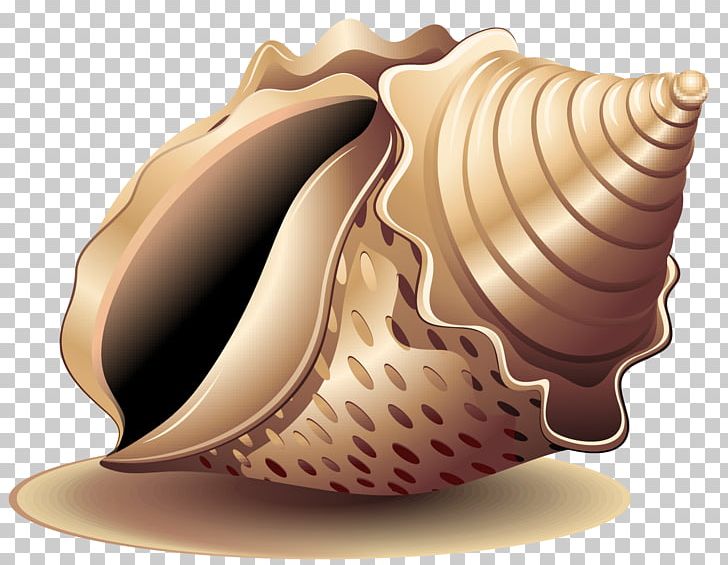 Sea Snail Seashell PNG, Clipart, Caracol, Conch, Conchology, Conch Vector, Encapsulated Postscript Free PNG Download