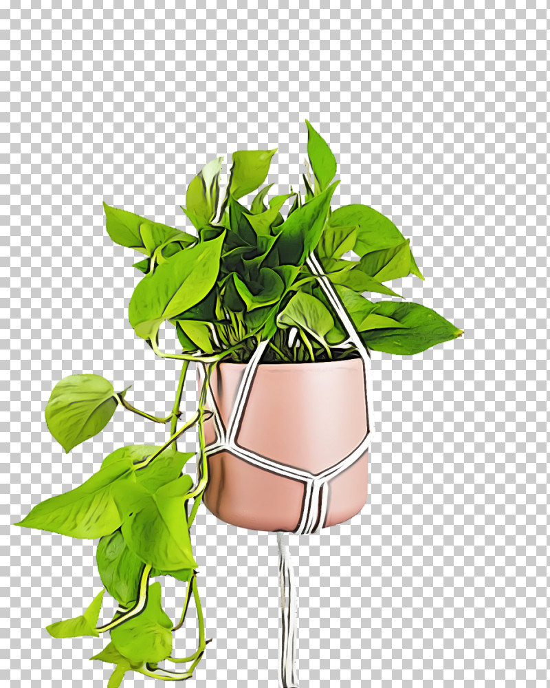 Leaf Plant Stem Herbal Medicine Flower Herb PNG, Clipart, Biology, Flower, Flowerpot, Hay Flowerpot With Saucer, Herb Free PNG Download