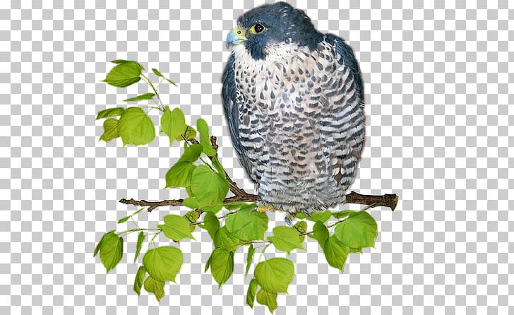 Hawk Owl Beak Fauna Falcon PNG, Clipart, Animals, Animated, Arabs, Beak, Bird Free PNG Download