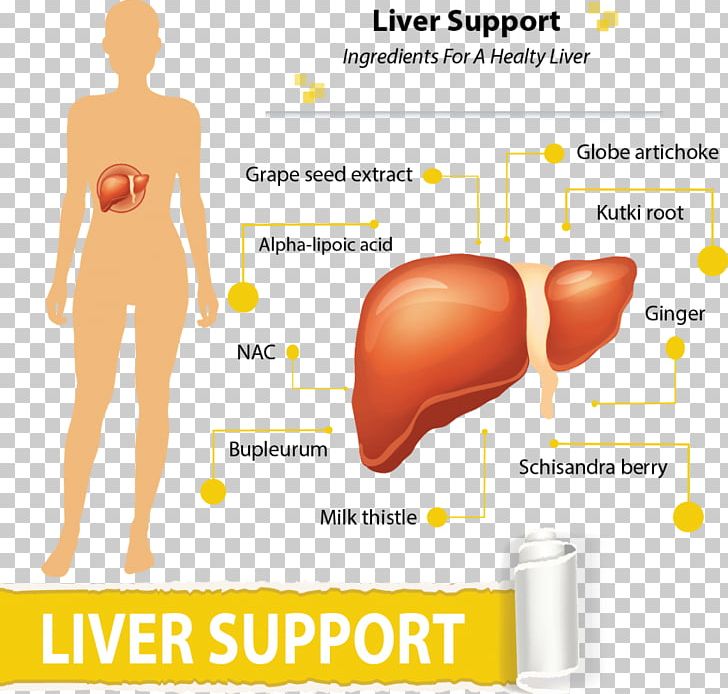 Liver PNG, Clipart, Abdomen, Area, Depositphotos, Finger, Healthy Ingredients Free PNG Download