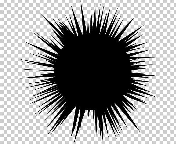 Sea Urchin Drawing Hedgehog PNG, Clipart, Animal, Animals, Black, Black And White, Circle Free PNG Download