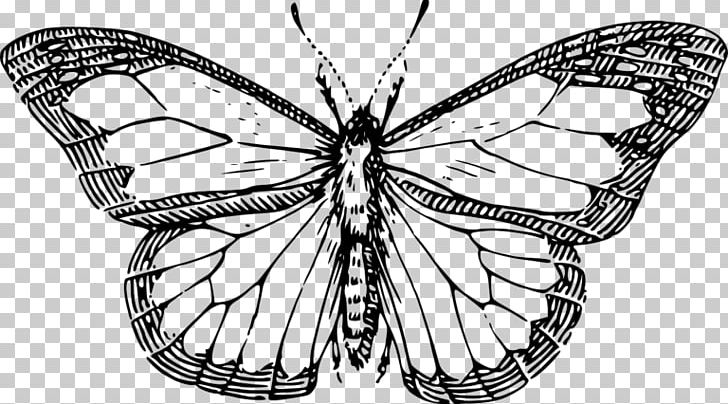 Butterfly Drawing Black And White Line Art PNG, Clipart, Arthropod, Artwork, Black And White, Brush Footed Butterfly, Butterfly Free PNG Download