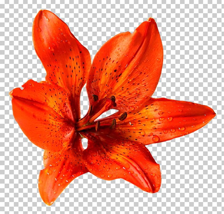Lilium Bulbiferum Flower PNG, Clipart, Amaryllis Belladonna, Computer Icons, Designer, Design Studio, Flower Free PNG Download
