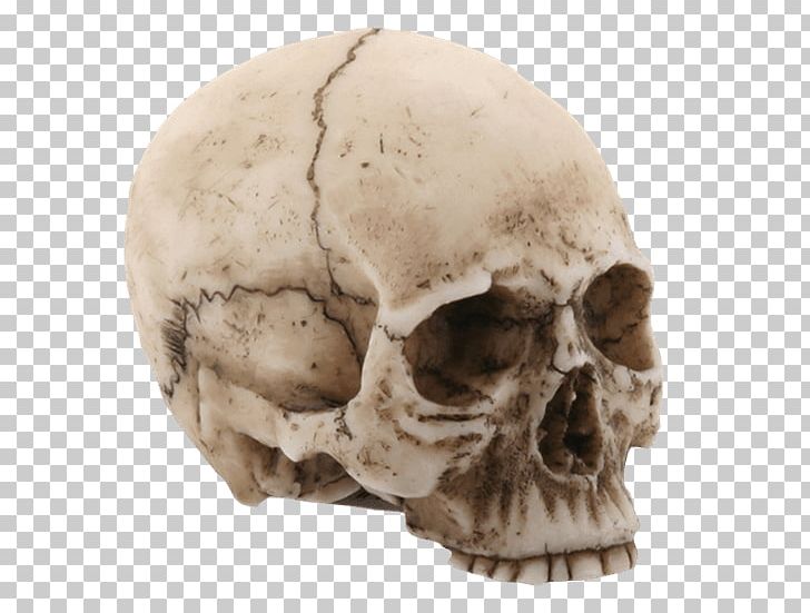 Skull Jaw Human Head Statue Homo Sapiens PNG, Clipart, Bone, Day Of The Dead, Fantasy, Figurine, Head Free PNG Download