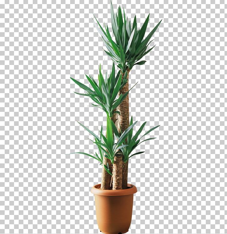 Yucca Filamentosa Lucky Bamboo Plant Tree Dracaena Fragrans PNG, Clipart, Anthurium Andraeanum, Christmas Tree, Coconut, Family Tree, Flowerpot Free PNG Download