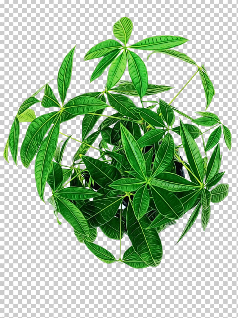 Jiaogulan Leaf Houseplant Herbal Medicine Hay Flowerpot With Saucer PNG, Clipart, Biology, Flowerpot, Hay Flowerpot With Saucer, Herbal Medicine, Houseplant Free PNG Download
