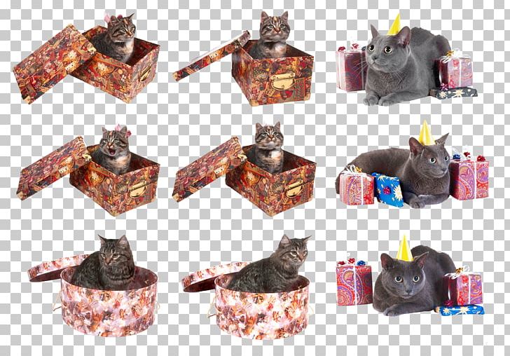 Cat Kitten PNG, Clipart, Animals, Box, Cat, Cats, Computer Icons Free PNG Download