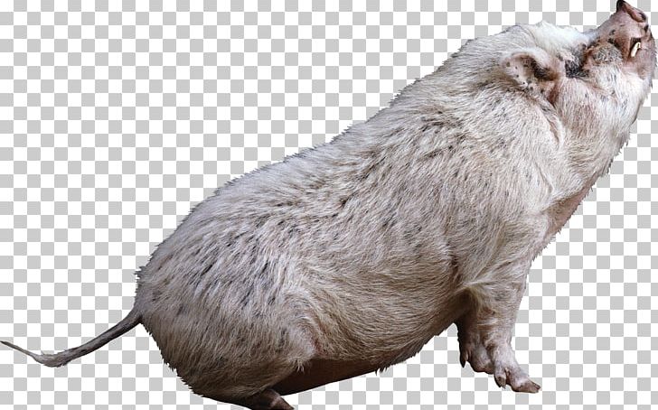 Domestic Pig Animal PNG, Clipart, Animal, Animals, Computer Icons, Domestic Pig, Download Free PNG Download