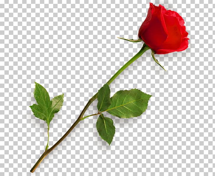 Rose PNG, Clipart, Rose Free PNG Download