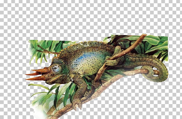 Chameleons Common Iguanas PNG, Clipart, Animal, Animals, Biological, Common Iguanas, Download Free PNG Download