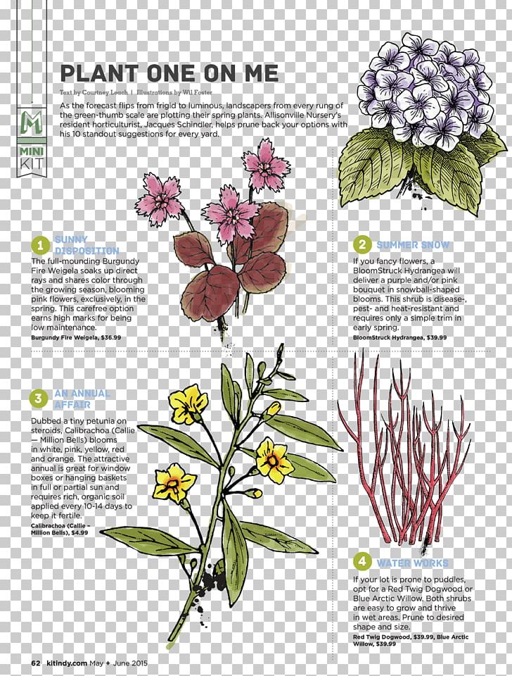 Floral Design Cut Flowers Plant Stem Herbalism PNG, Clipart, Art, Cut Flowers, Flora, Floral Design, Flower Free PNG Download