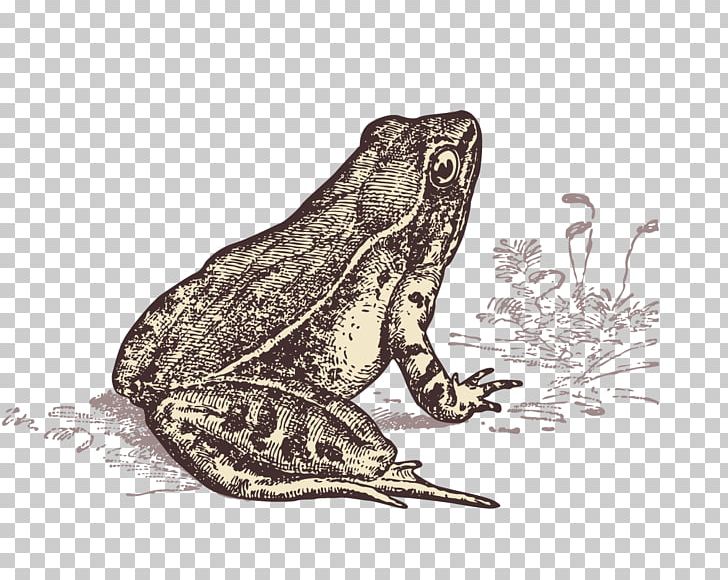 Frog Les Dictons De Ma Grenouille: ...au Fil Des Saisons Toad PNG, Clipart, Abstract Lines, Amphibian, Animals, Beat, Curved Lines Free PNG Download